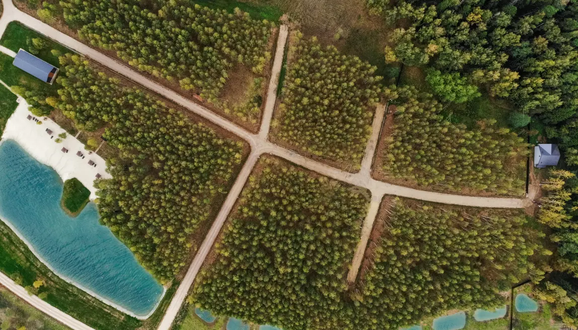 Green Forest